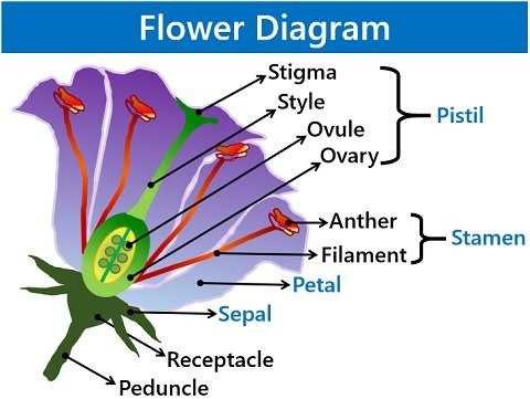 parts of rose flower diagram