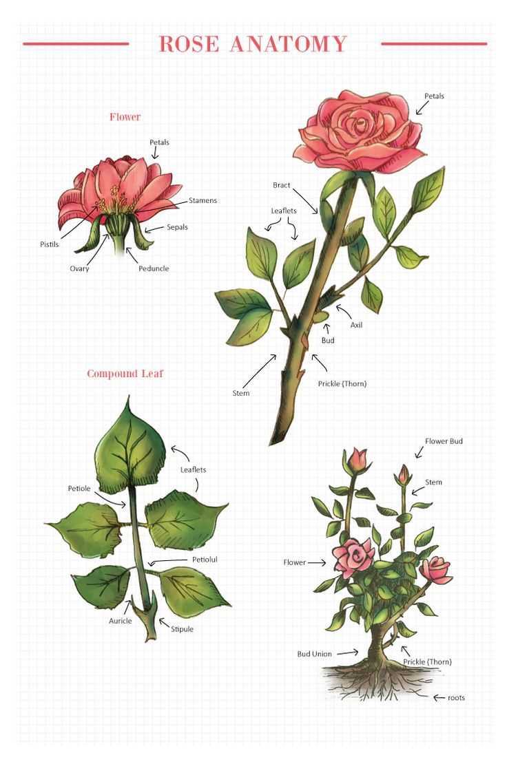 parts of rose flower diagram