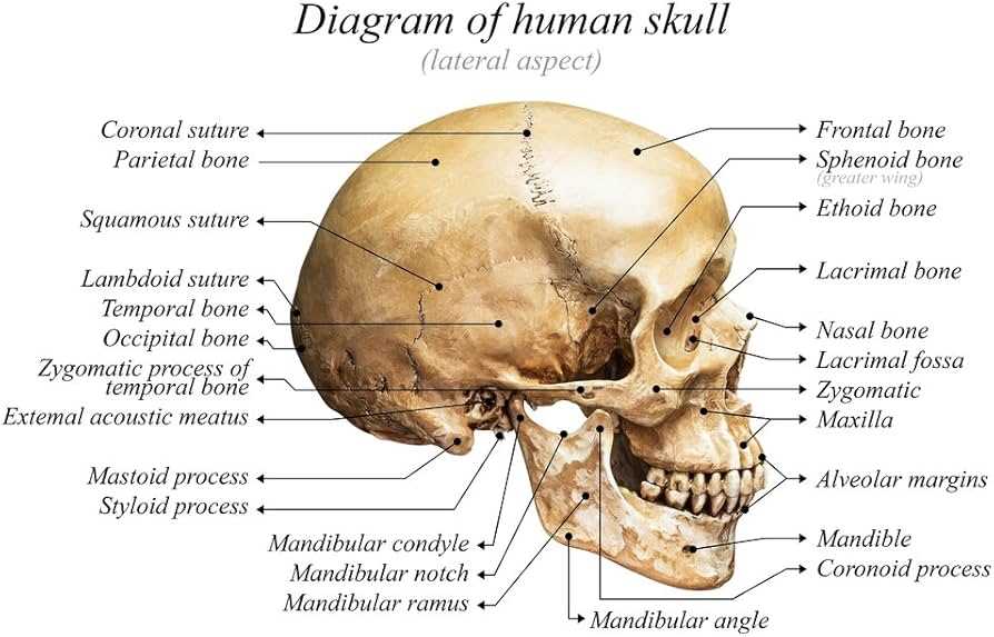 parts of skull diagram