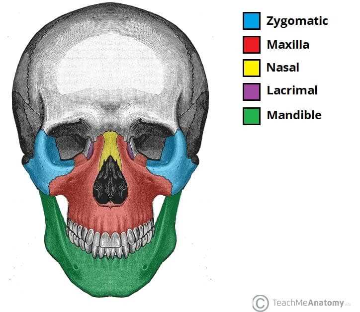 parts of skull diagram