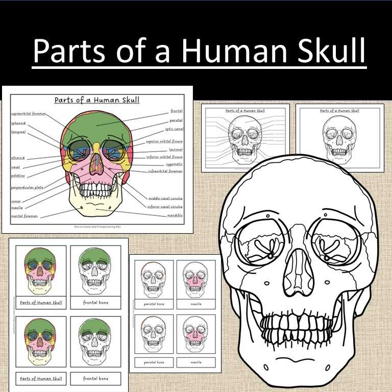 parts of skull diagram