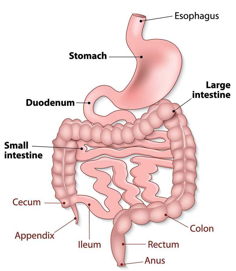 parts of small intestine diagram