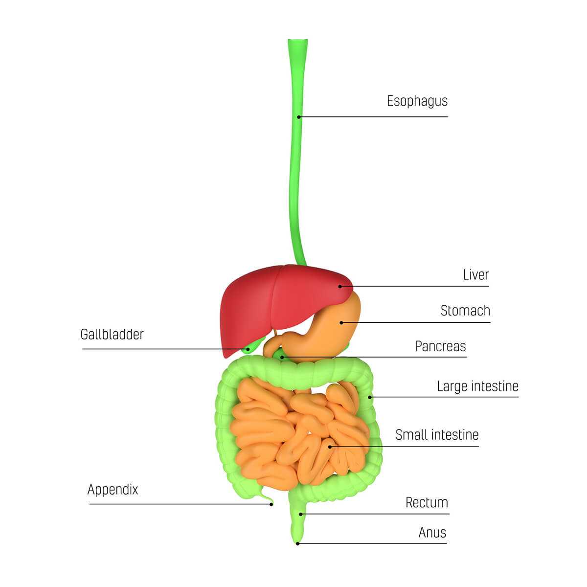 parts of small intestine diagram