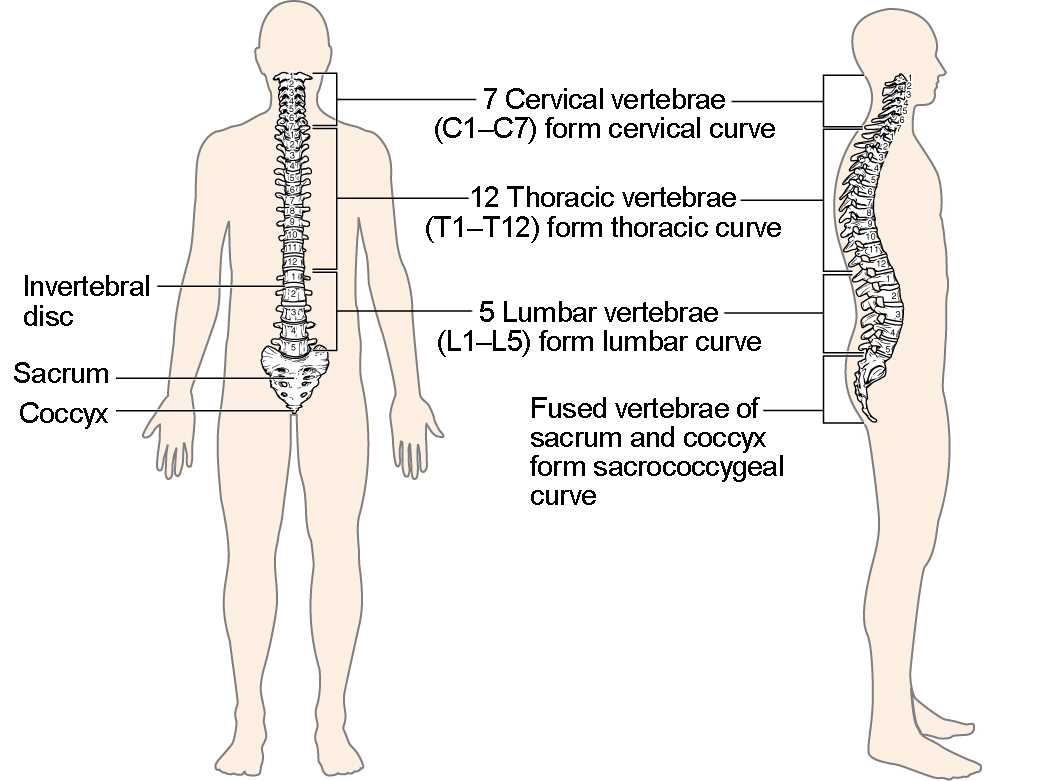 parts of spine diagram