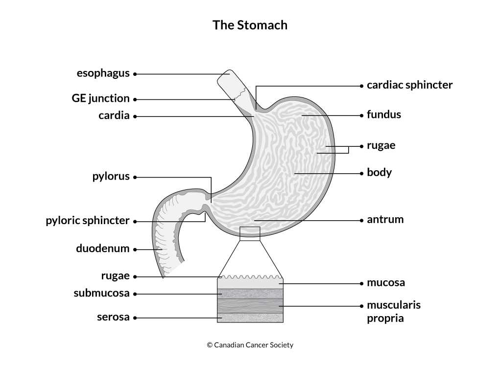 parts of stomach diagram