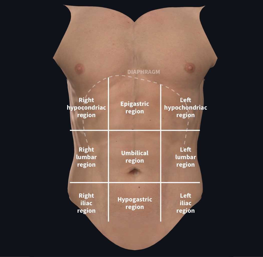 parts of stomach diagram