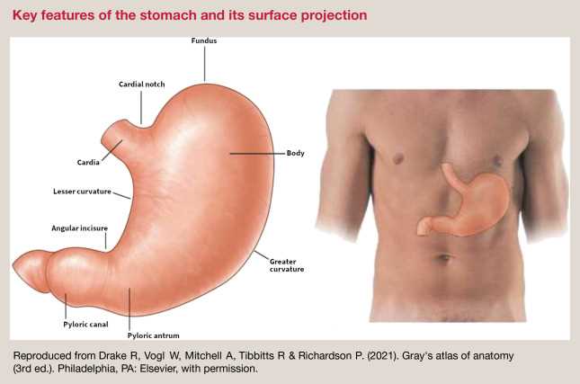 parts of stomach diagram