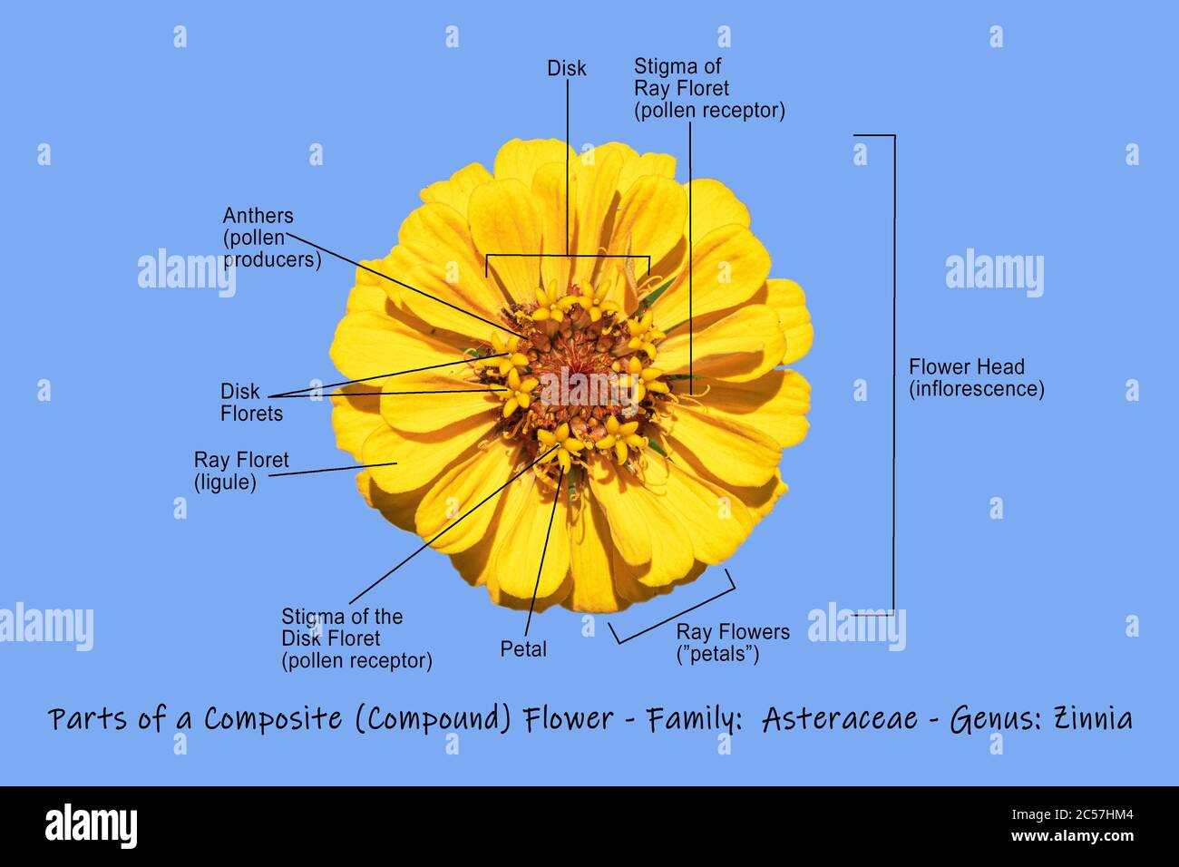parts of sunflower diagram
