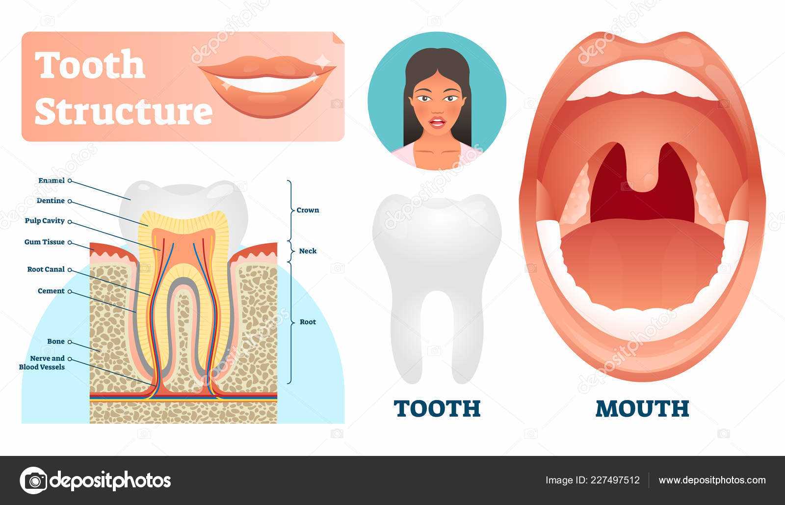 parts of teeth diagram