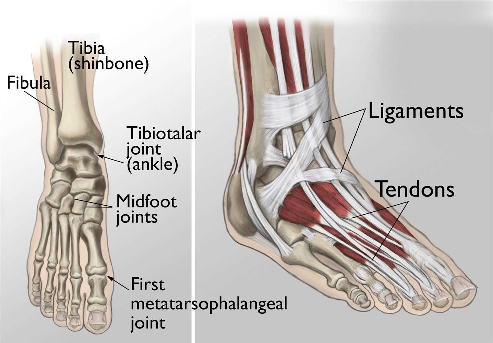 parts of the ankle diagram