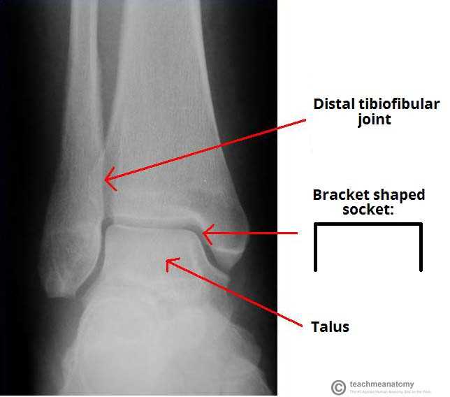 parts of the ankle diagram