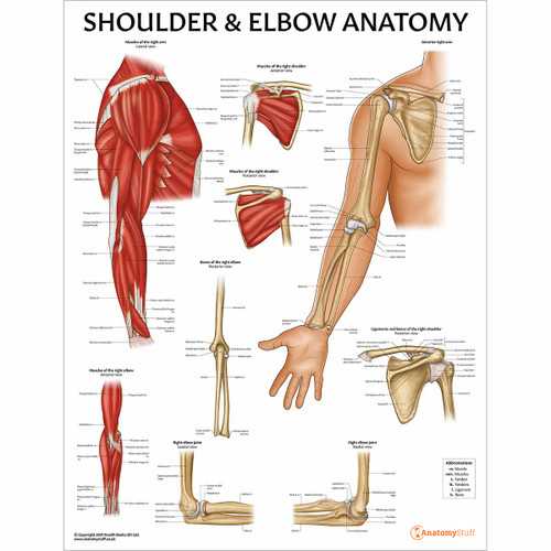 parts of the arm diagram