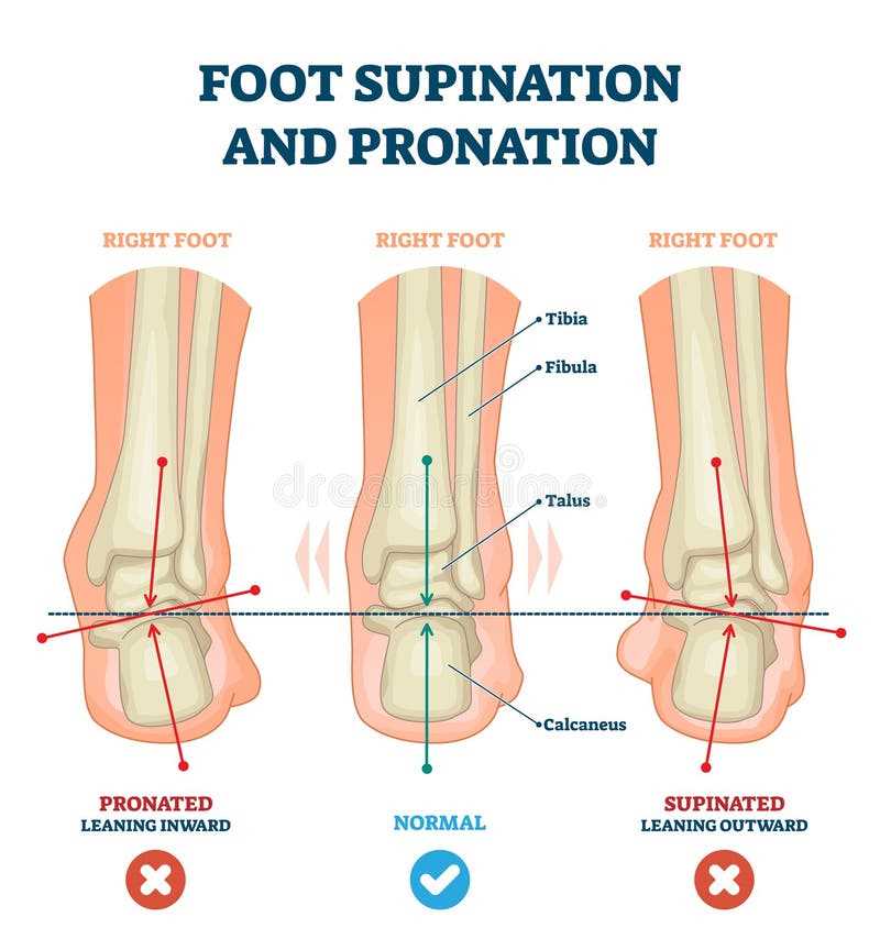 parts of the bottom of the foot diagram