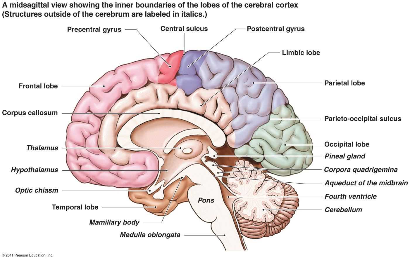 parts of the brain and functions diagram