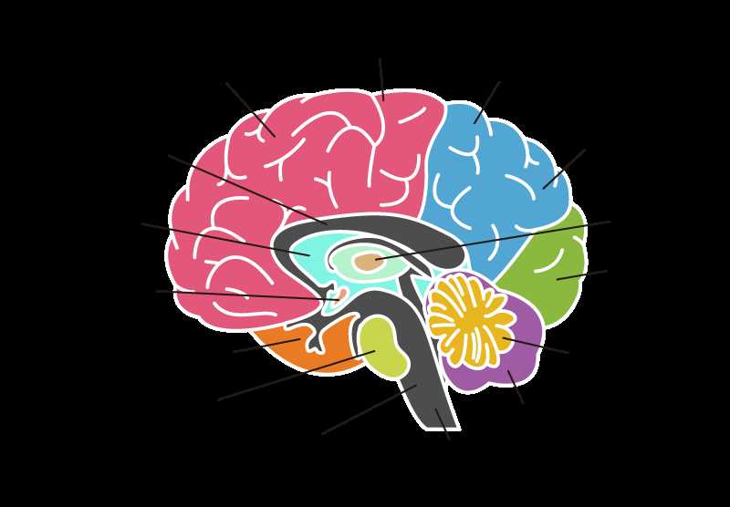 parts of the brain and what they do diagram