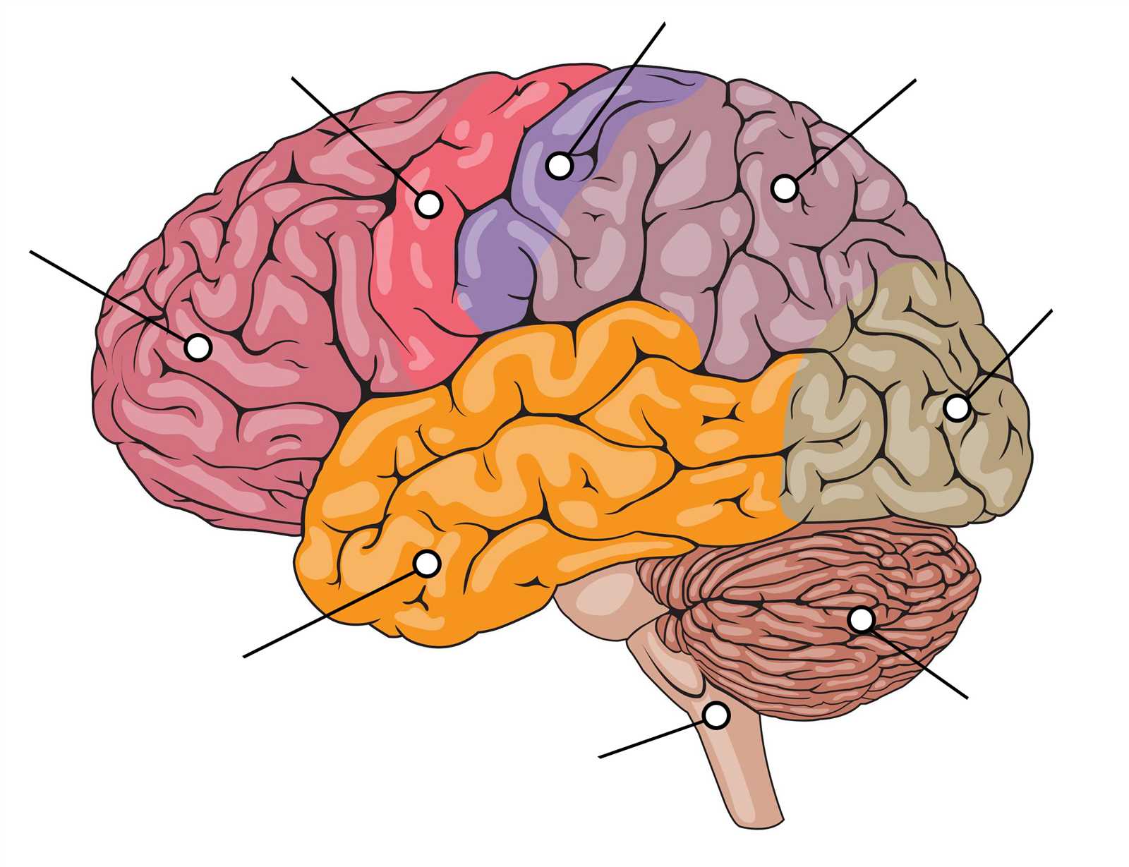 parts of the brain diagram labeled