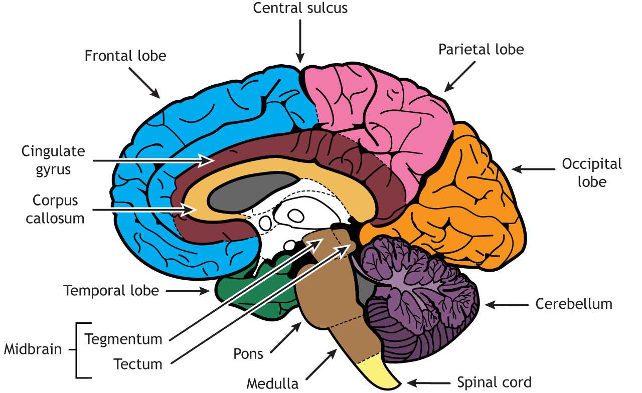 parts of the brain labeled diagram