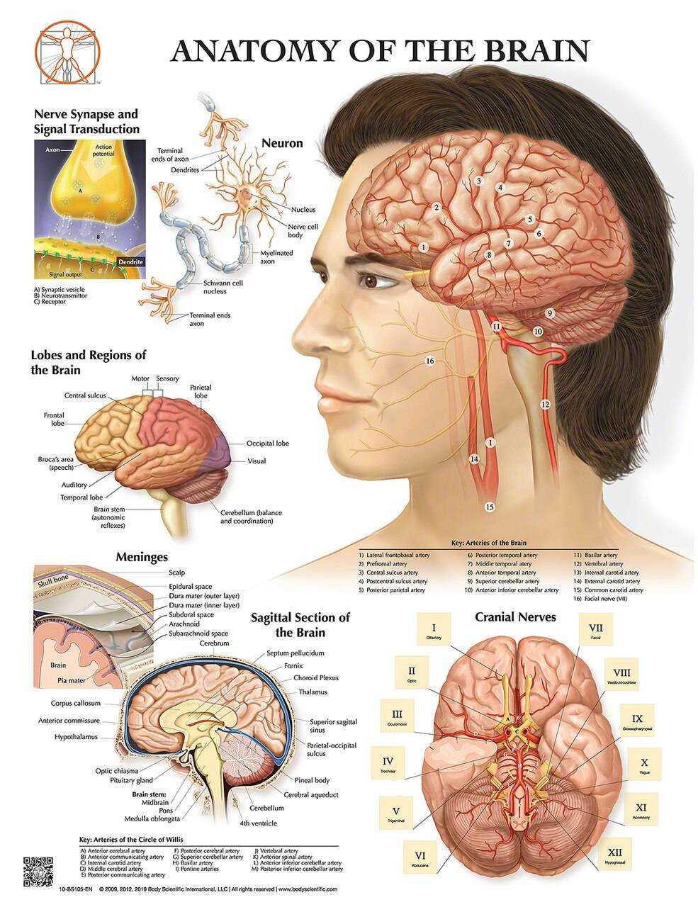 parts of the brain labeled diagram