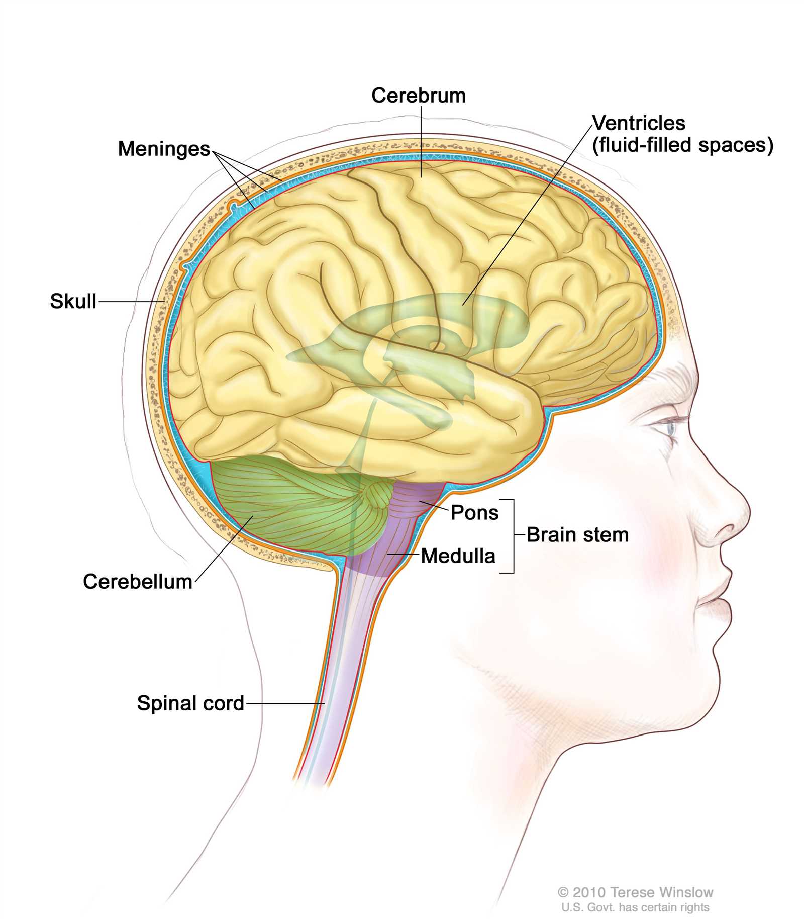 parts of the brain simple diagram