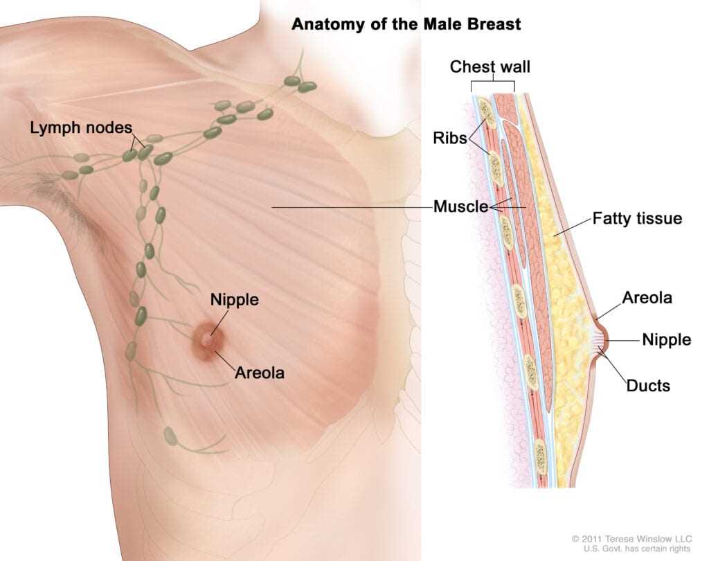 parts of the breast diagram