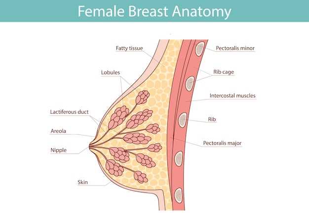 parts of the breast diagram