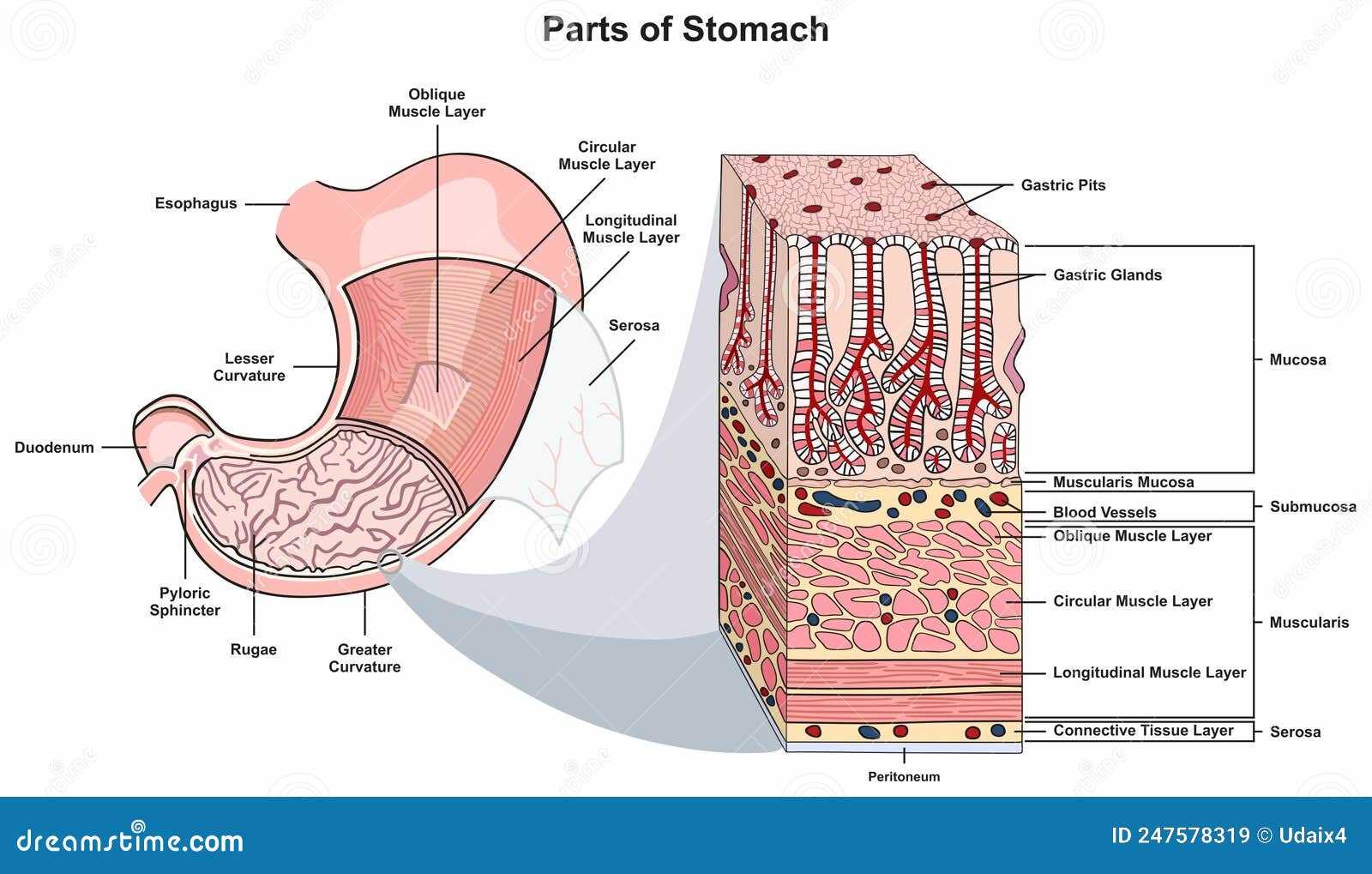 parts of the digestive system diagram