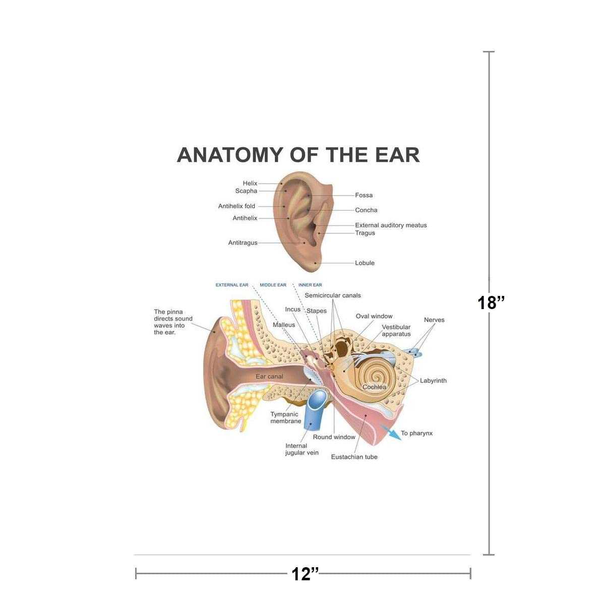 parts of the ear diagram