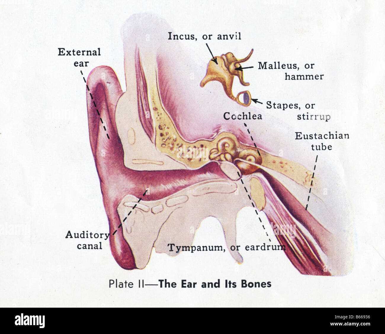 parts of the ear diagram