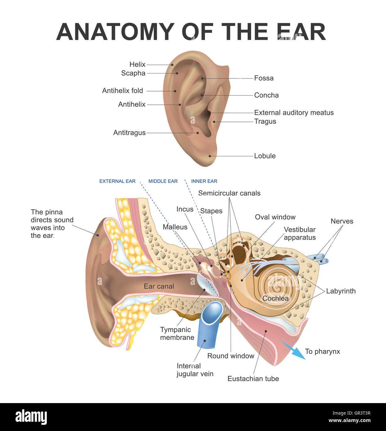 parts of the ear diagram