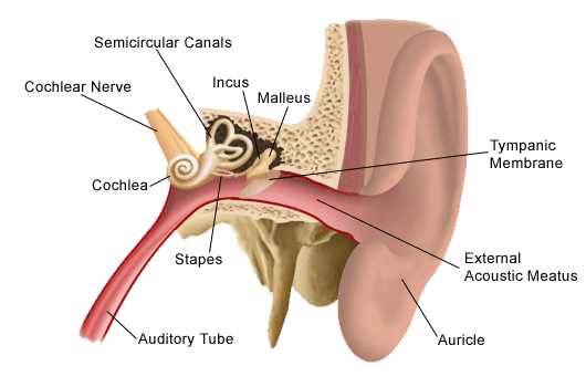 parts of the ear diagram