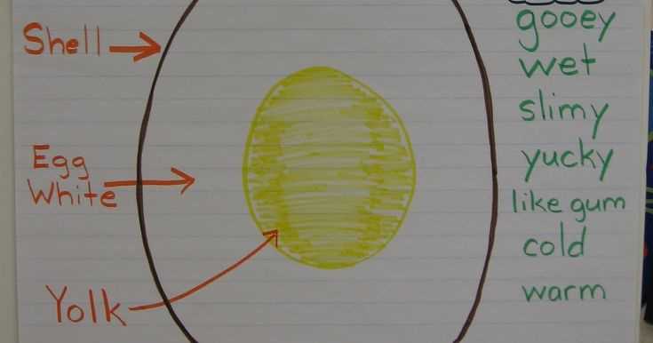 parts of the egg diagram