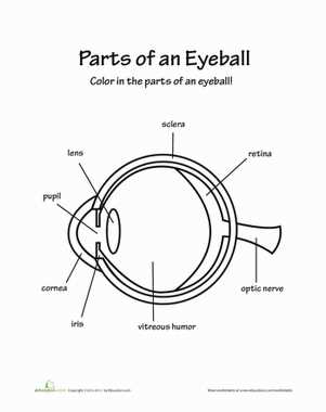 parts of the eye diagram worksheet