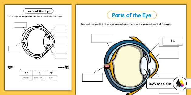 parts of the eye diagram worksheet