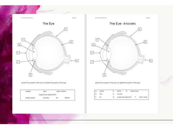 parts of the eye diagram worksheet