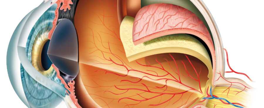 parts of the eyeball diagram