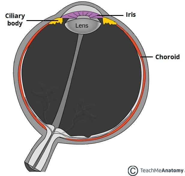 parts of the eyeball diagram