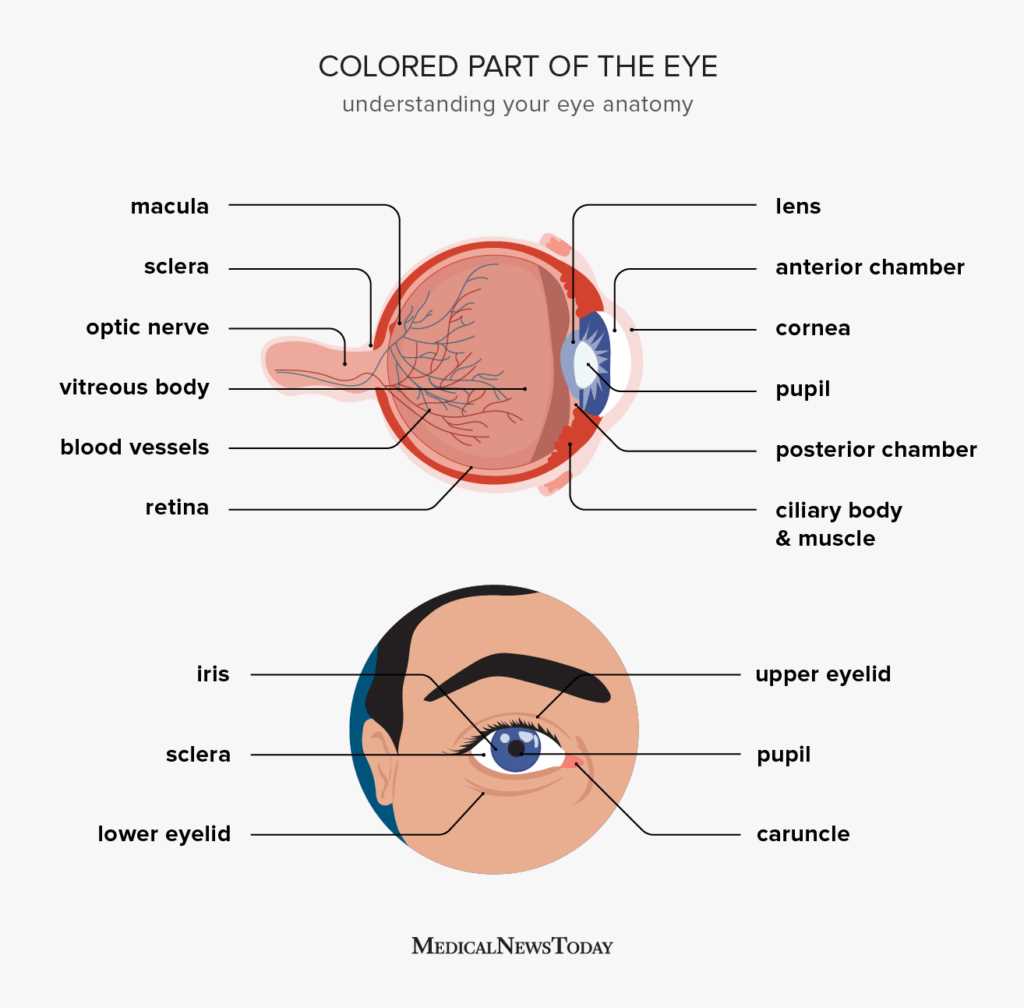 parts of the eyeball diagram