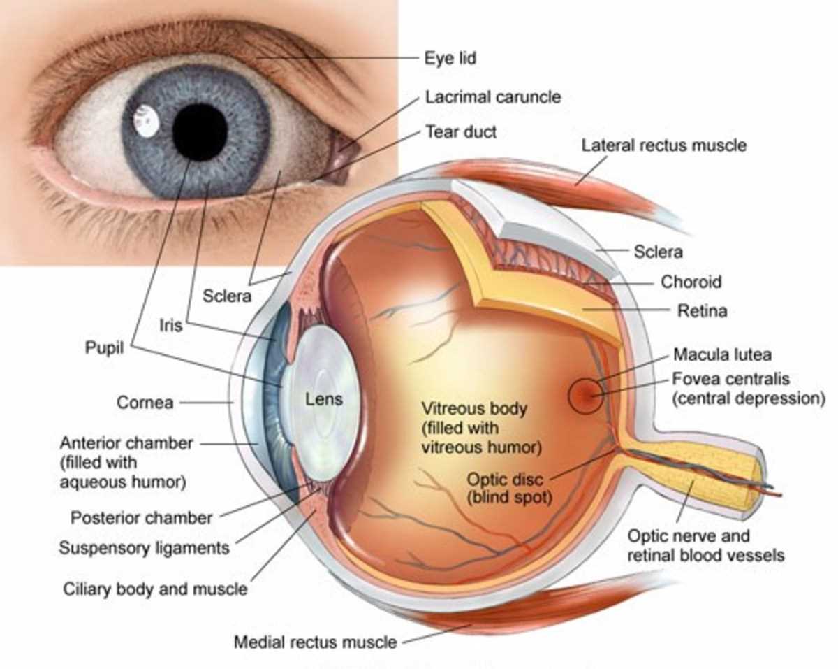 parts of the eyeball diagram