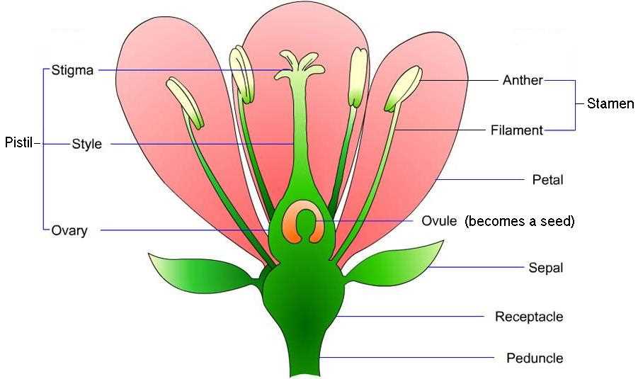 parts of the flower diagram