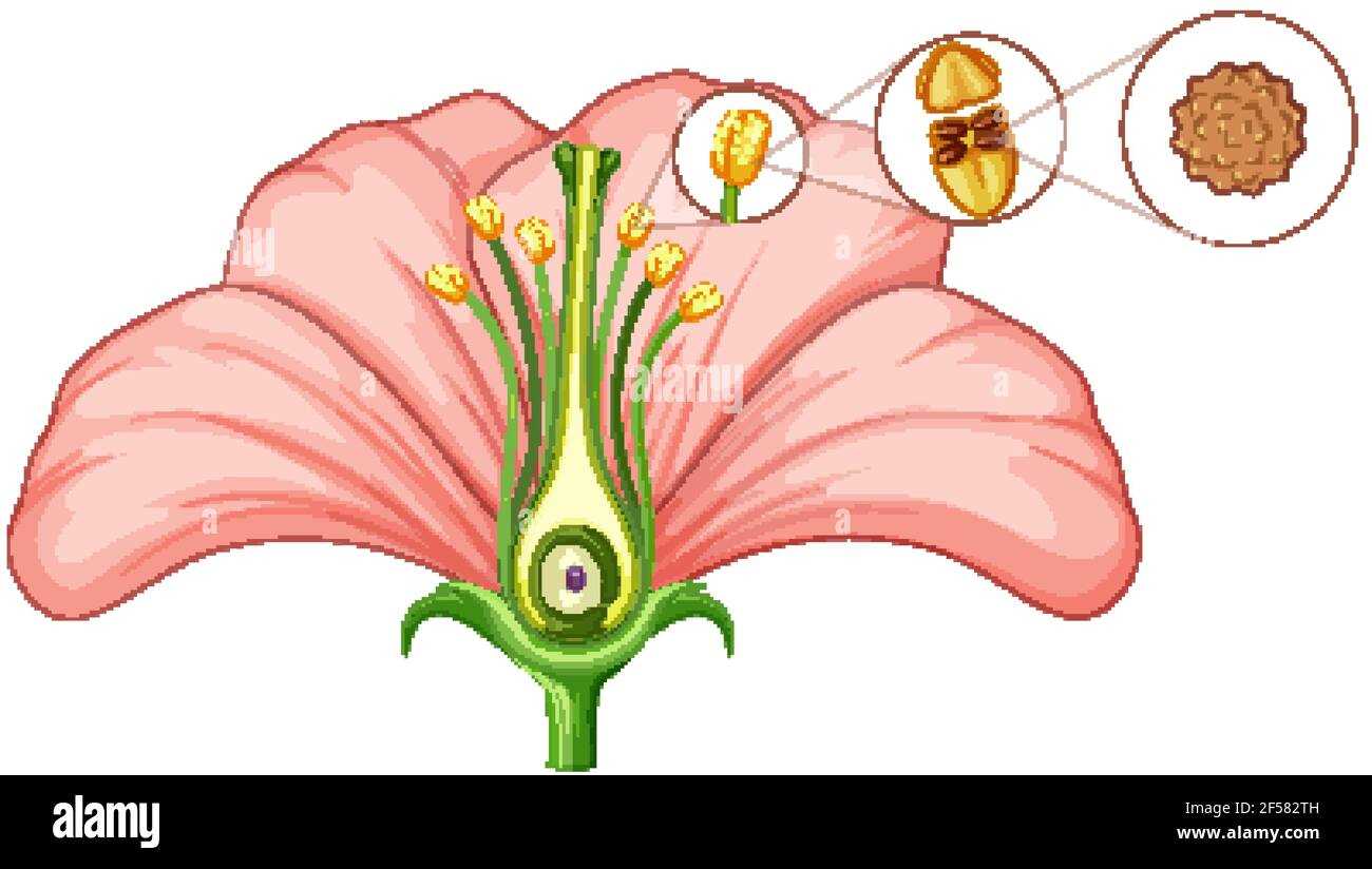 parts of the flower diagram