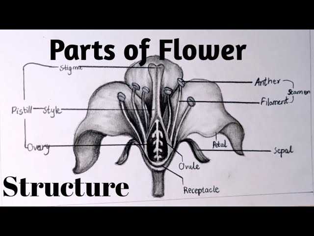 parts of the flower diagram