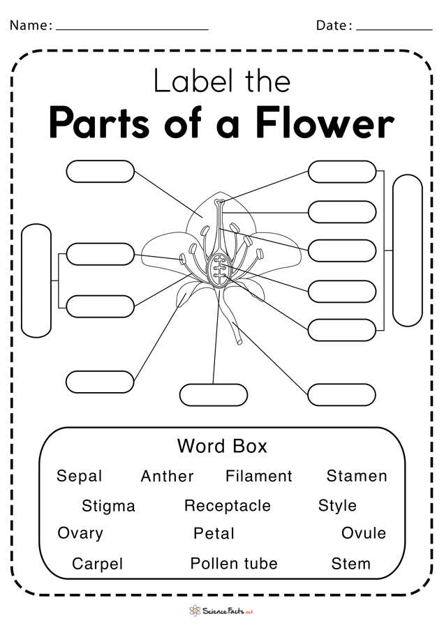 parts of the flower diagram