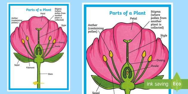 parts of the flower diagram