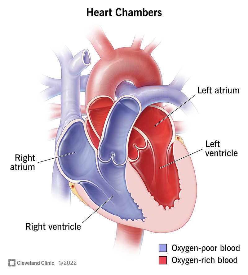 parts of the heart simple diagram