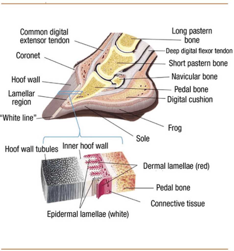 parts of the horse hoof diagram