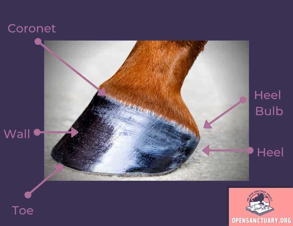 parts of the horse hoof diagram