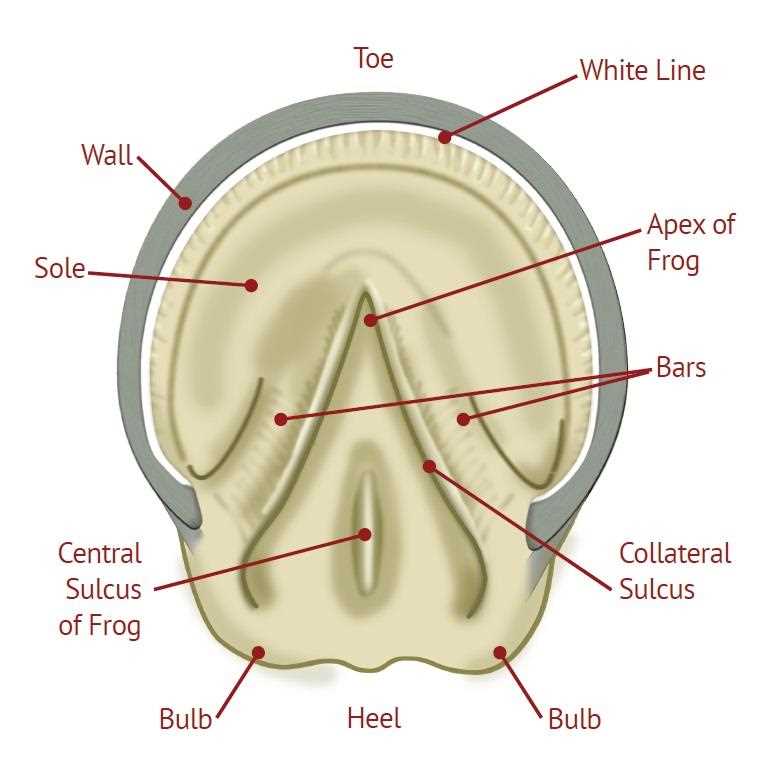 parts of the horse hoof diagram