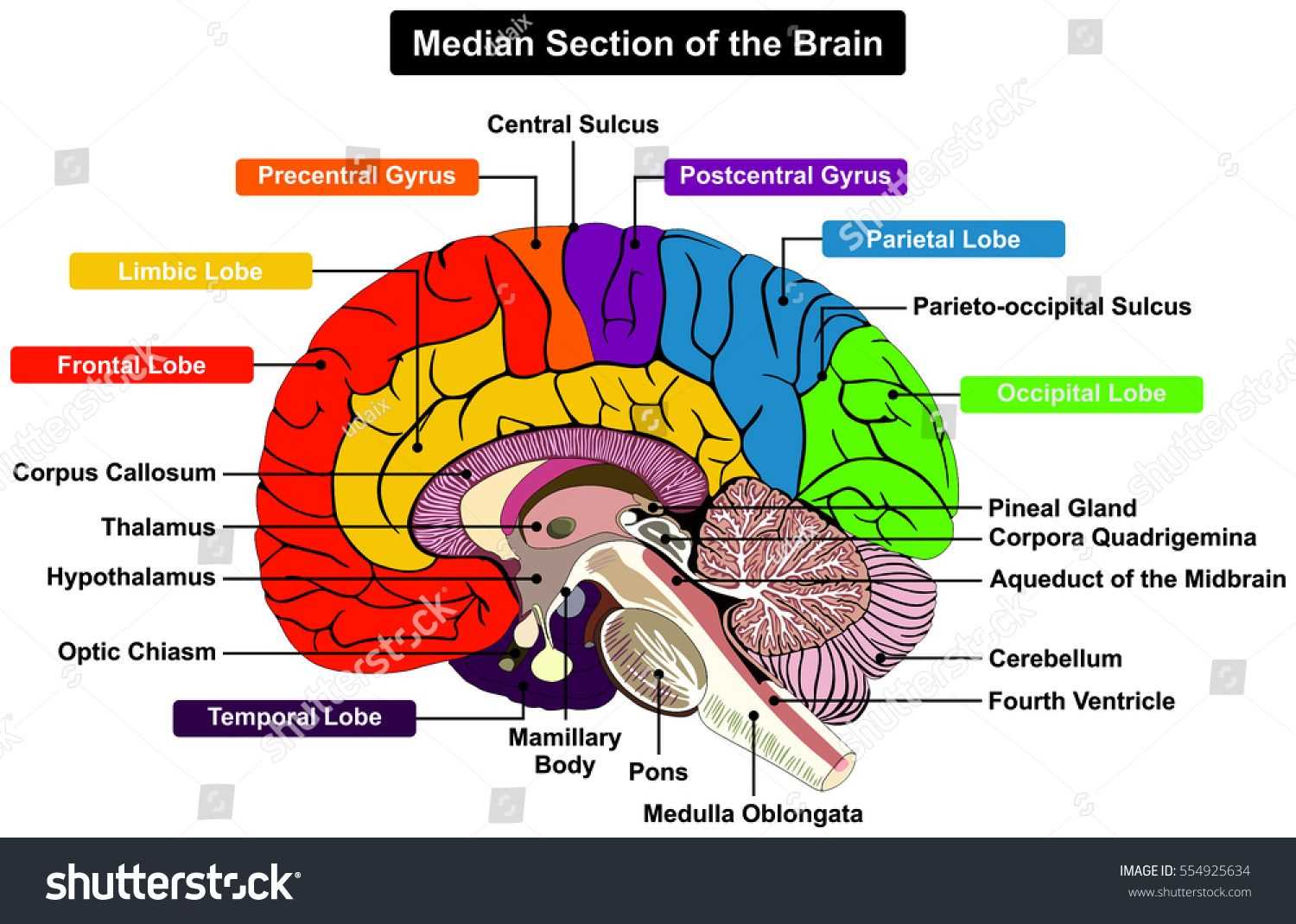 parts of the human brain diagram