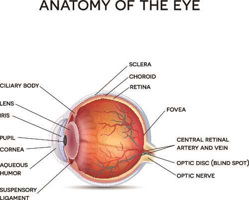 parts of the human eye diagram