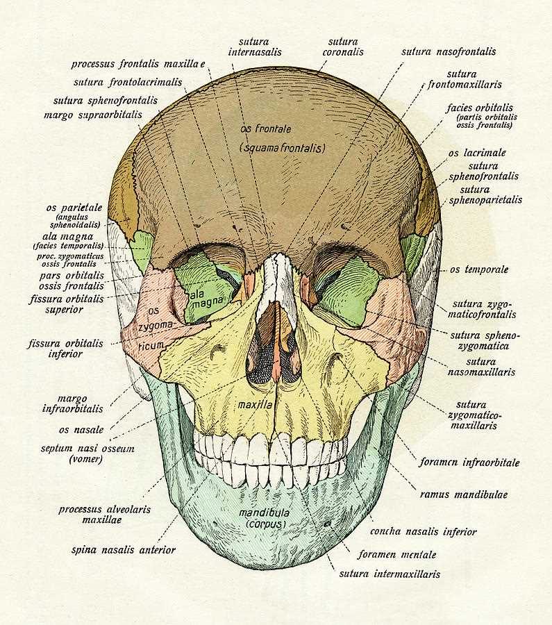 parts of the human skull diagram